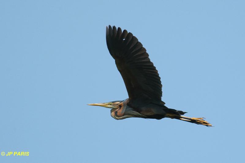 Ardea purpurea