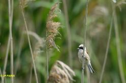 Rémiz penduline