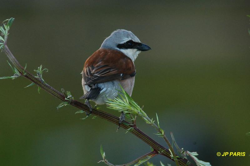 Lanius collurio
