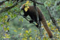 Red Panda