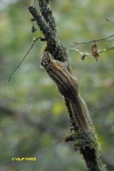 Asian Squirrels