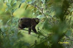 Tibetan Macaque