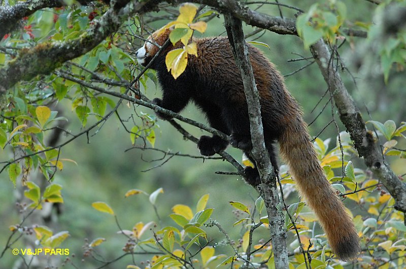 Red Panda