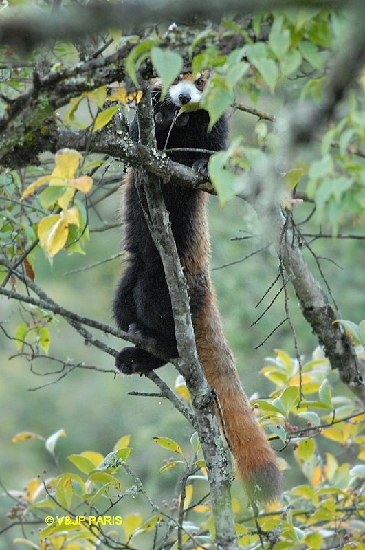 Red Panda
