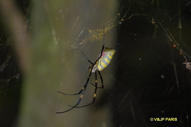 Araignée sp d'Asie