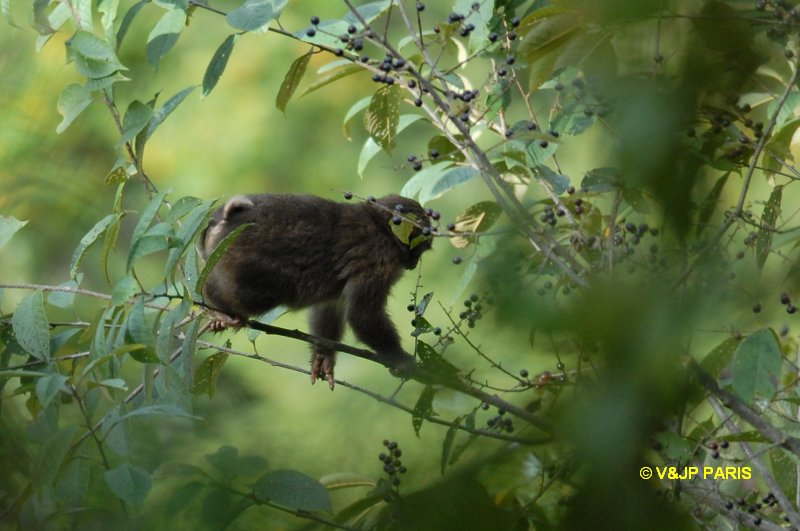 Macaque du Tibet