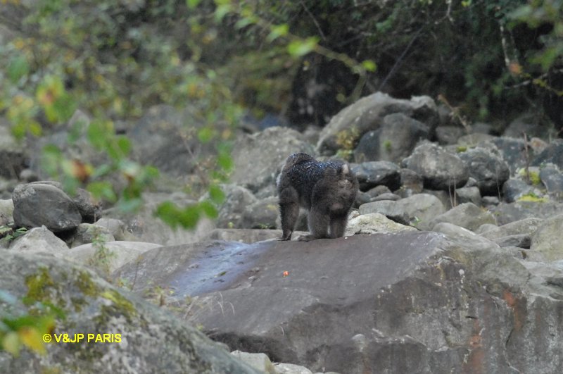 Macaque du Tibet