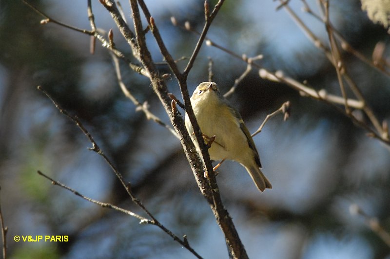 Phylloscopus borealis