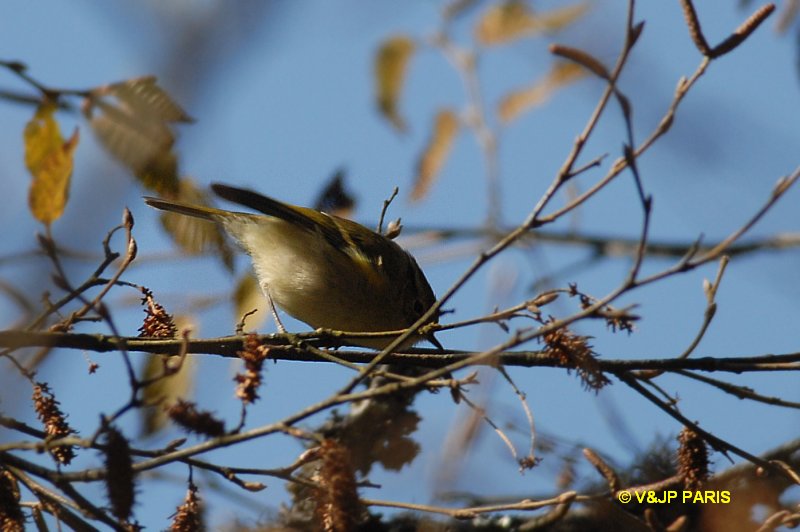 Phylloscopus borealis