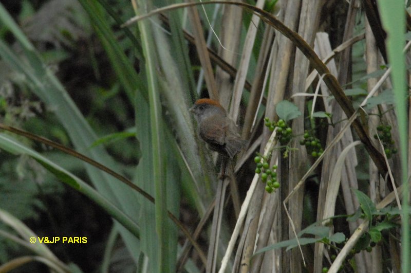 Paradoxornis alphonsianus