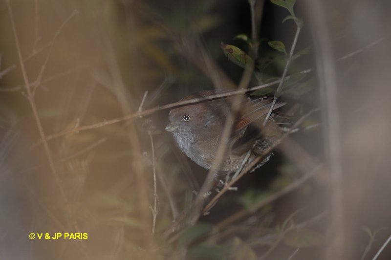 Paradoxornis alphonsianus