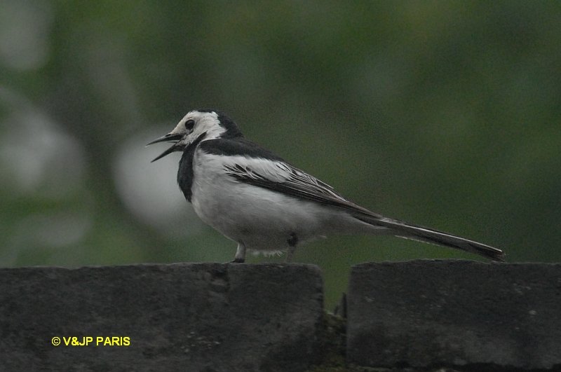 Motacilla alba