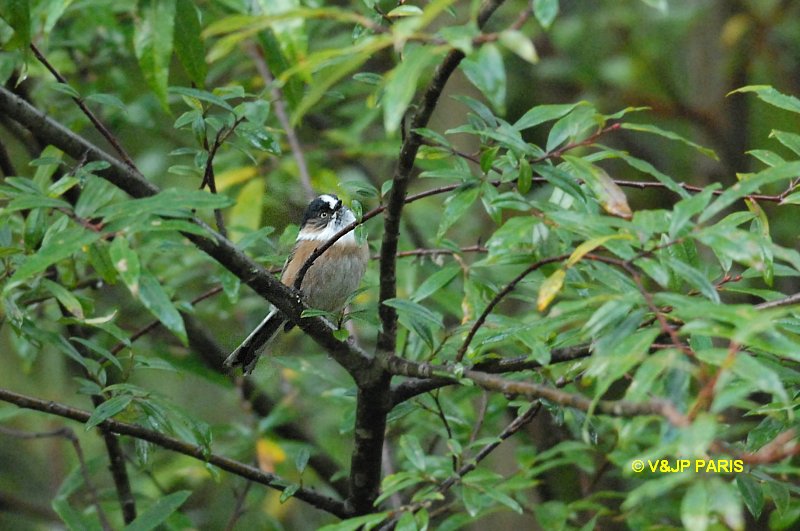 Aegithalos iouschistos