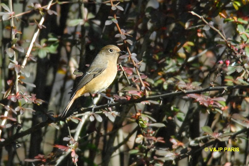 Phoenicurus frontalis