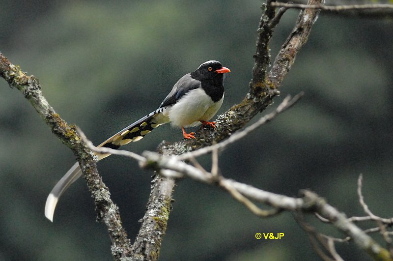 Urocissa erythrorhyncha