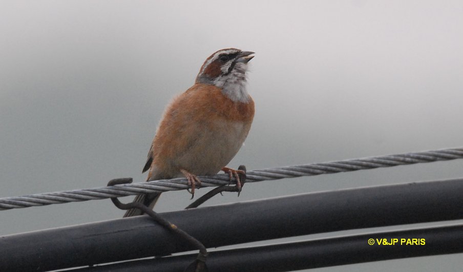Emberiza cioides