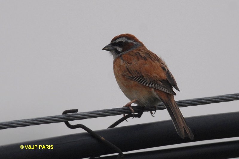 Emberiza cioides