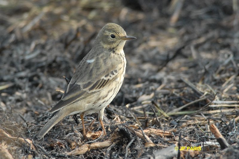 Pipit d'Amérique