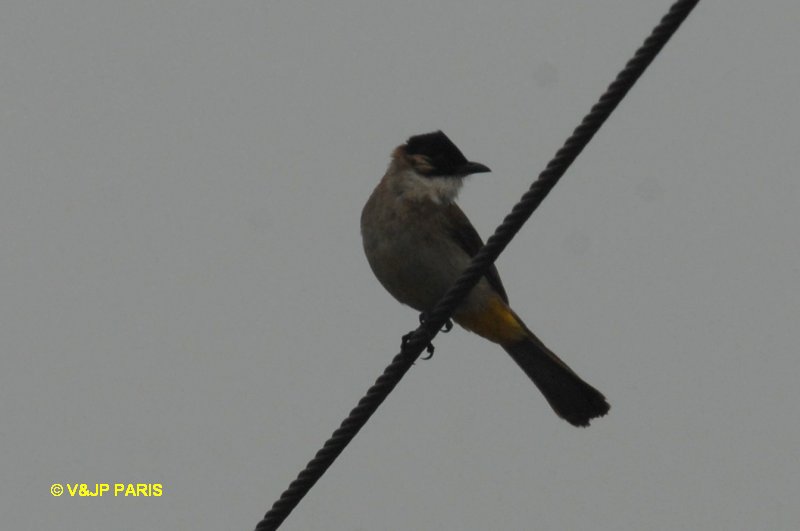 Pycnonotus xanthorrhous
