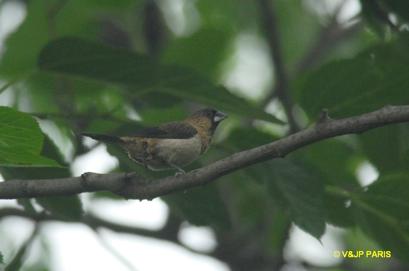 Lonchura striata