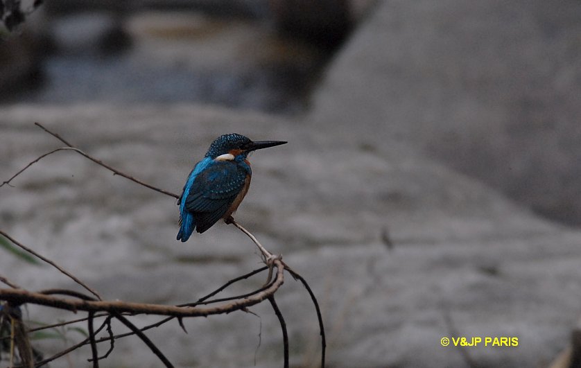 Alcedo atthis