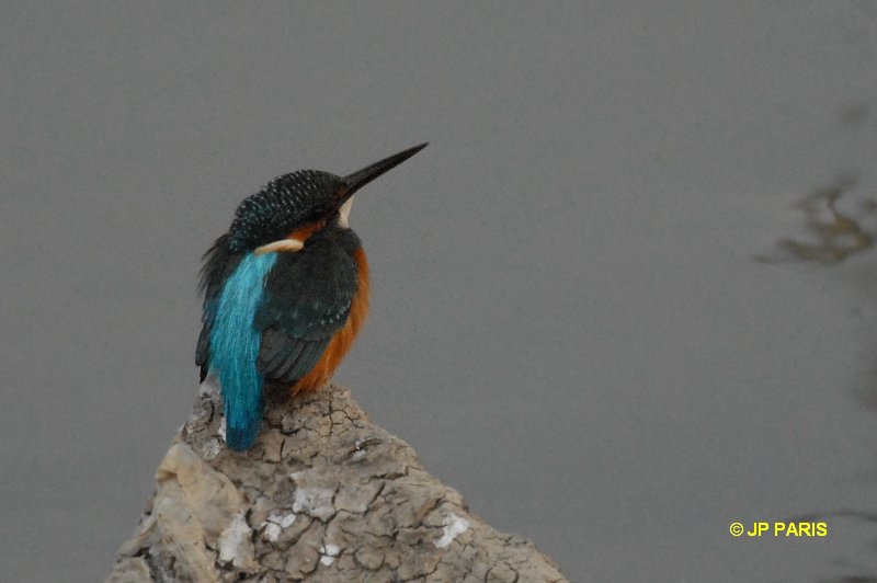 Alcedo atthis