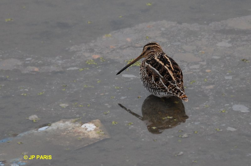 Gallinago gallinago