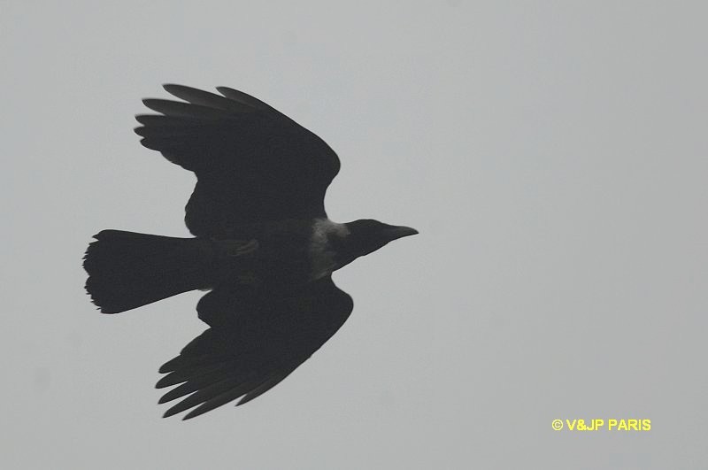 Corvus torquatus