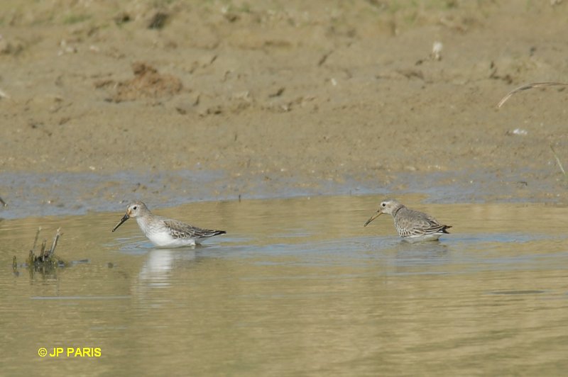 Calidris alpina