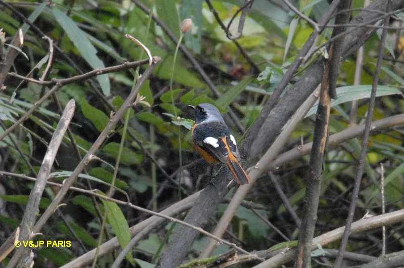 Phoenicurus auroreus