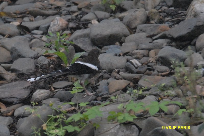 Enicurus leschenaulti