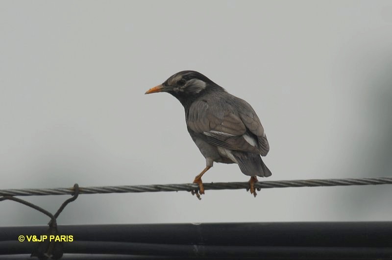 Sturnus cineraceus