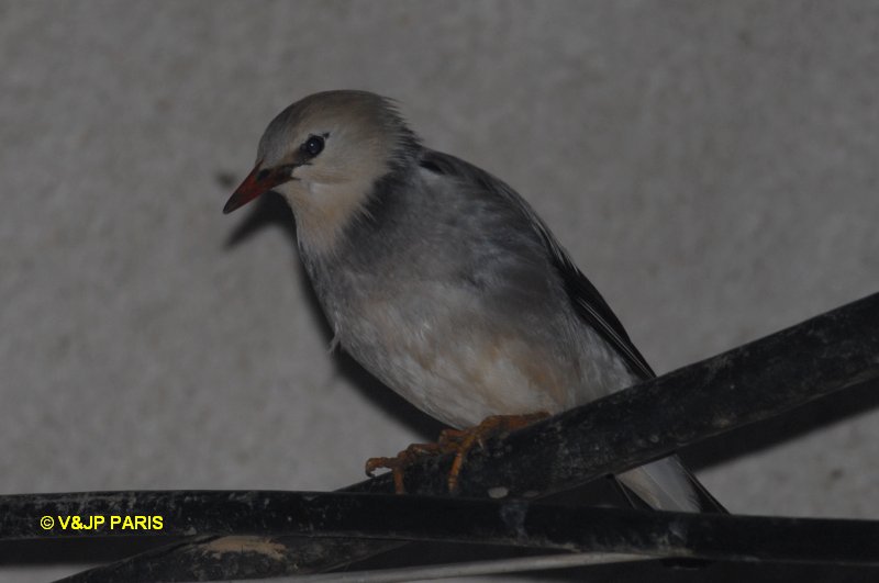 Sturnus sericeus