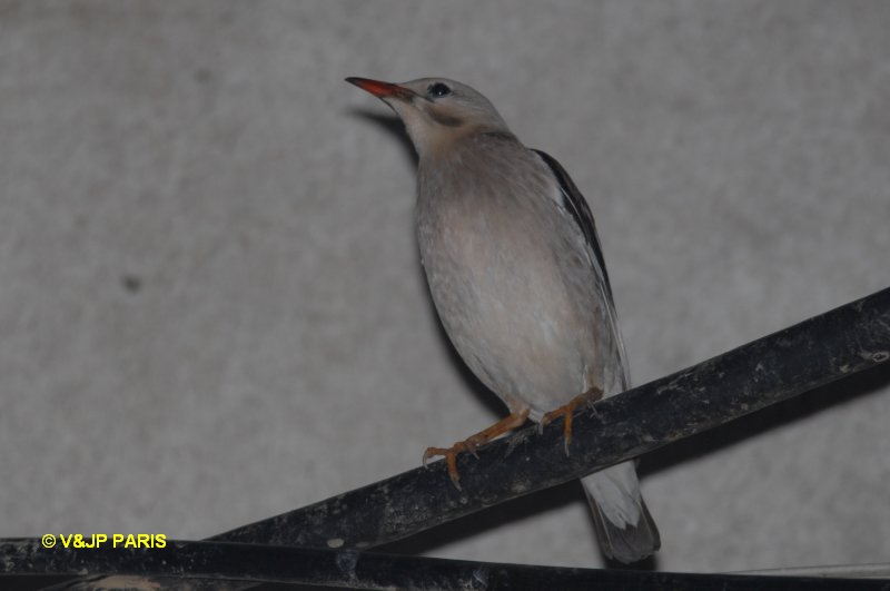 Sturnus sericeus