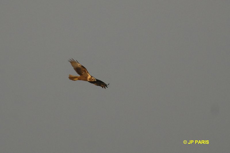 Buteo buteo