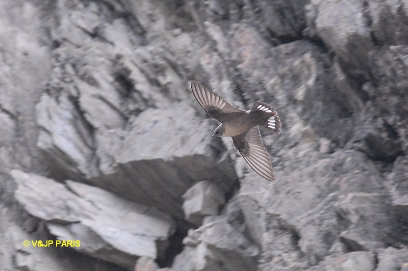 Hirondelle de rochers
