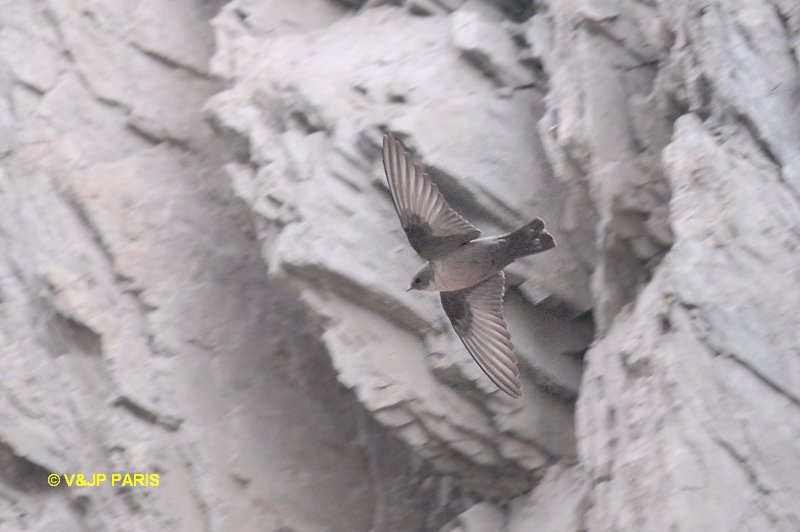Hirondelle de rochers