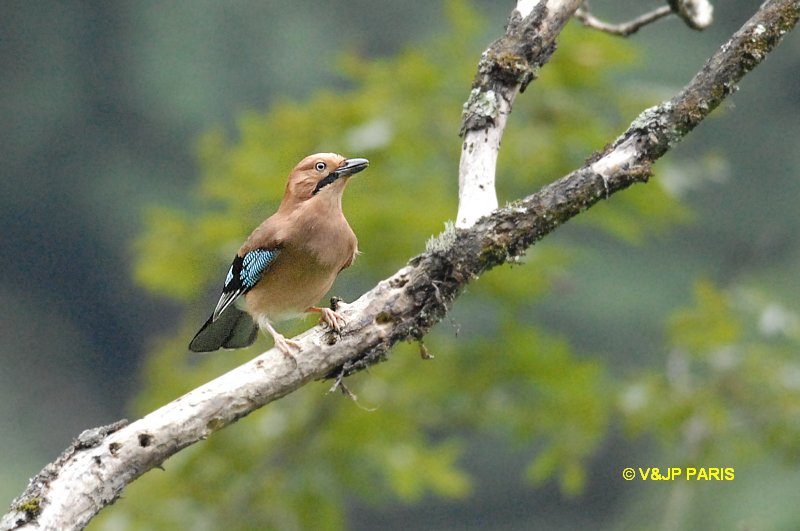 Garrulus glandarius