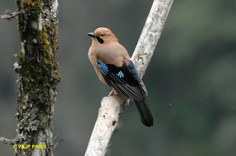 Garrulus glandarius