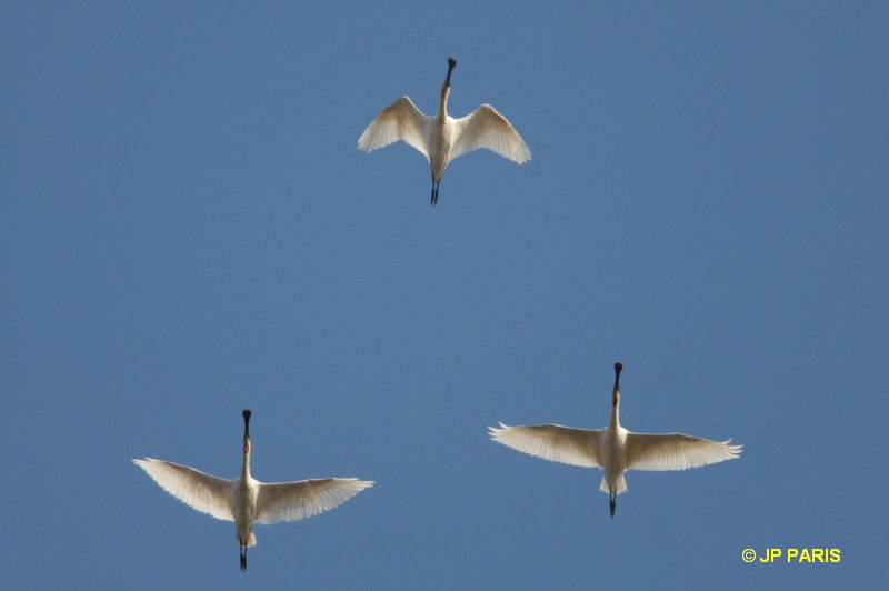 Platalea leucorodia