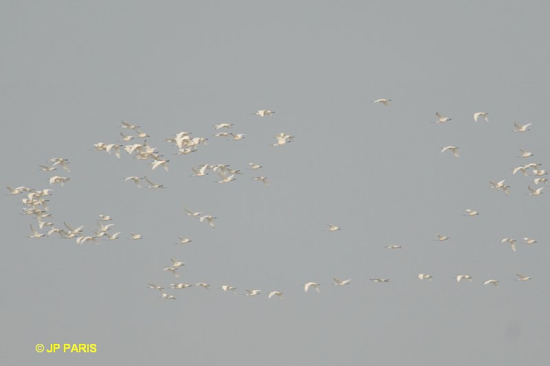 Platalea leucorodia