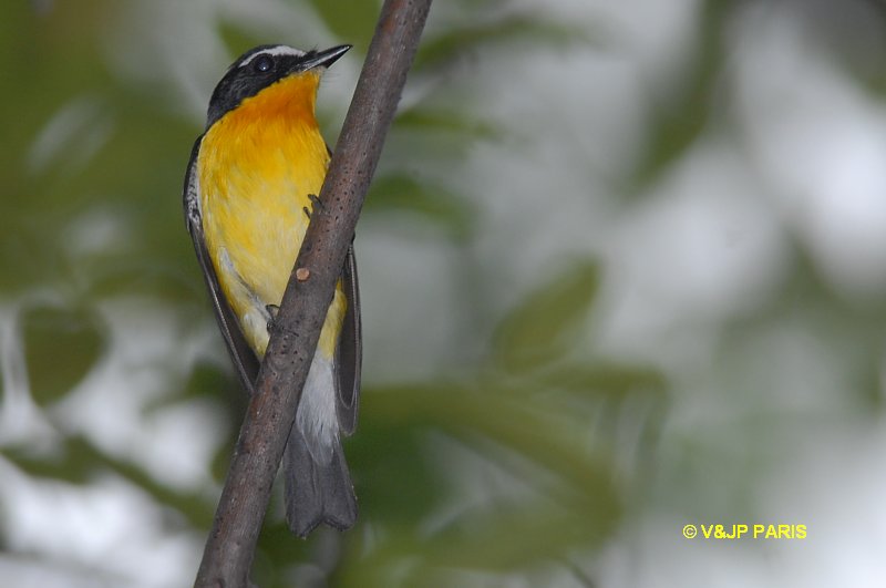 Ficedula zanthopygia
