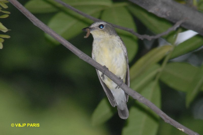 Ficedula zanthopygia