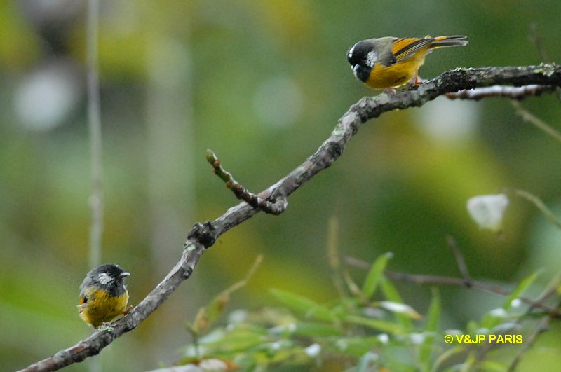 Lioparus chrysotis