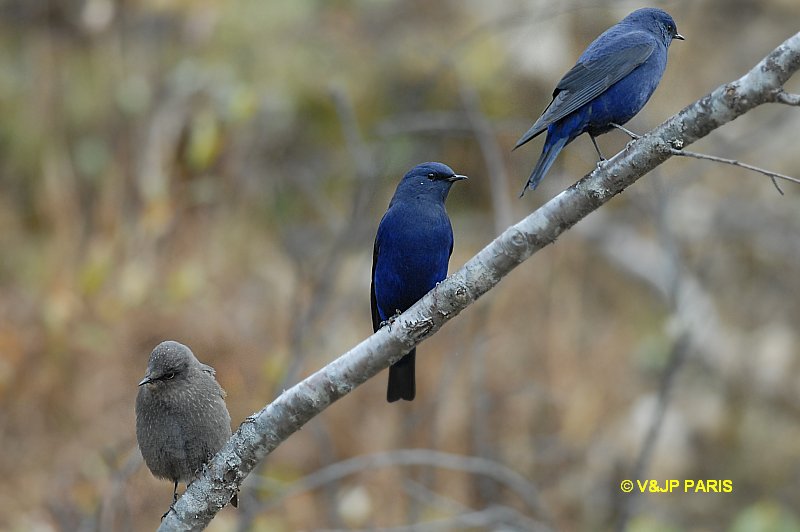 Grandala bleu