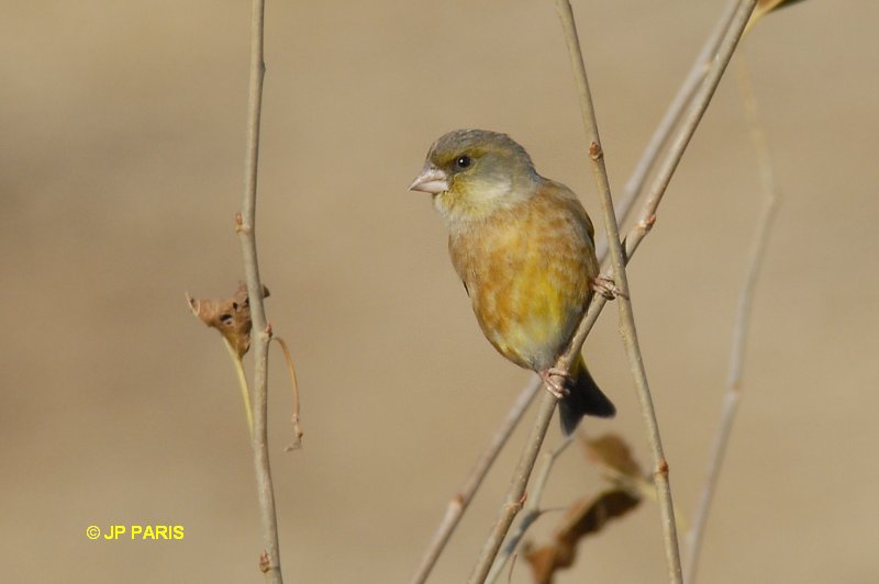 Oriental Greenfinch