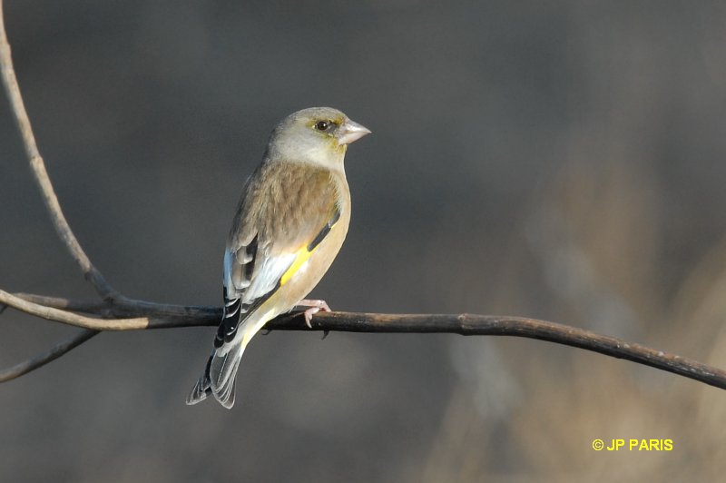 Oriental Greenfinch