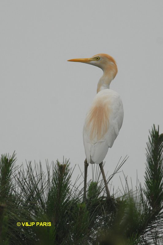 Bubulcus ibis