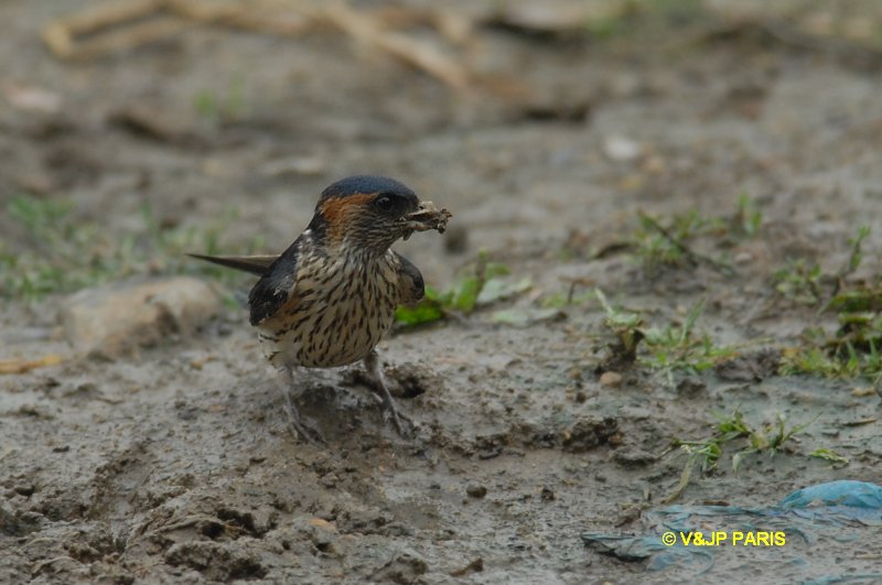 Cecropis daurica