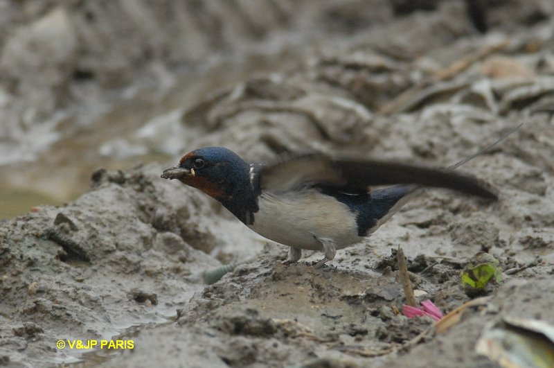 Hirundo rustica